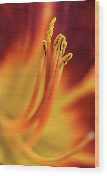 Daylily Wood Print featuring the photograph Day Lily by Kuni Photography