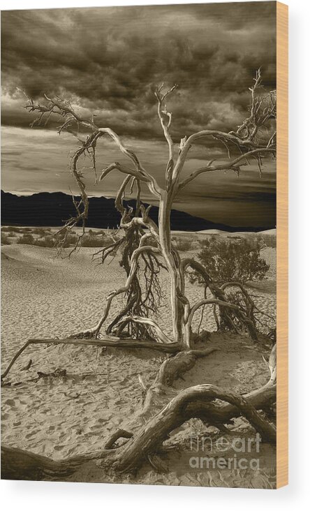 Death Valley Wood Print featuring the photograph Dead tree in Death Valley 5 by Micah May