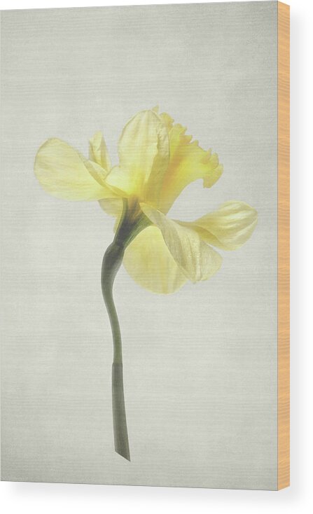 Daffodil Wood Print featuring the photograph Decadent Daffodil by Kathi Mirto