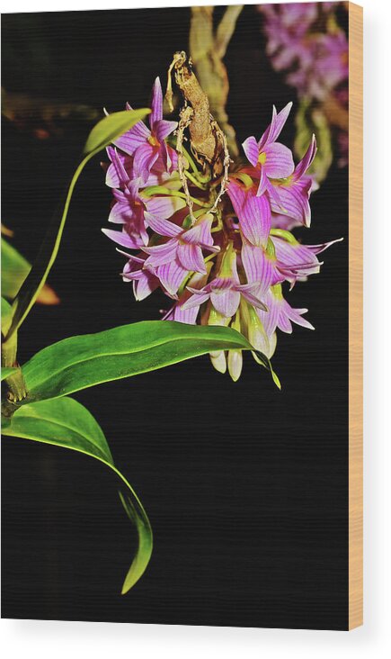 Dendrobium Orchids Wood Print featuring the photograph Dendrobium Miyakei Orchids at the Conservatory 3 by Janis Senungetuk