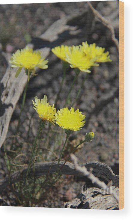 Yellow Wood Print featuring the photograph Desert Dandelion by Suzanne Oesterling
