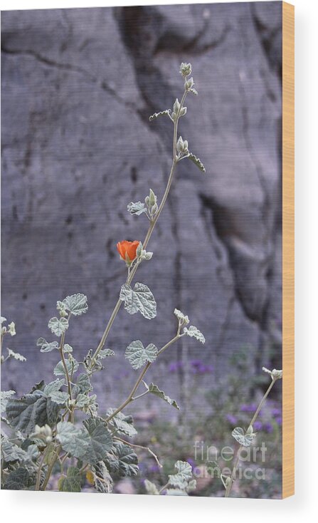 Orange Wood Print featuring the photograph Desert Orange by Suzanne Oesterling
