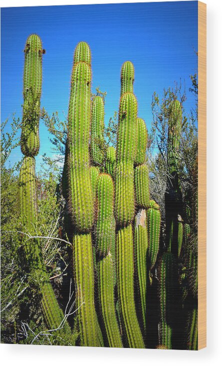 Glenn Mccarthy Wood Print featuring the photograph Desert Plants - Standing Tall by Glenn McCarthy Art and Photography