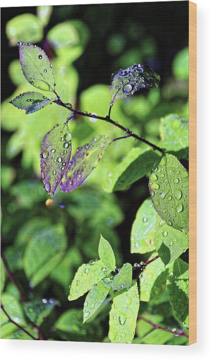 Mini Rainbow Wood Print featuring the photograph Dew Drop Leaves by Doolittle Photography and Art