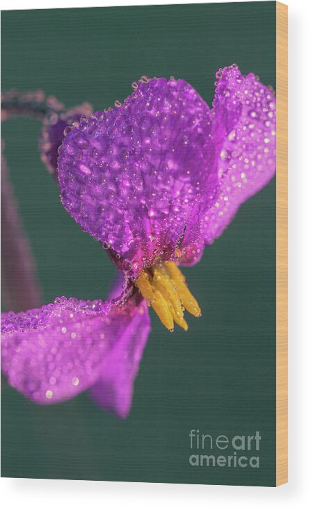 Erysimum Wood Print featuring the photograph Dew Drops on Pink Petals Macro by Heiko Koehrer-Wagner