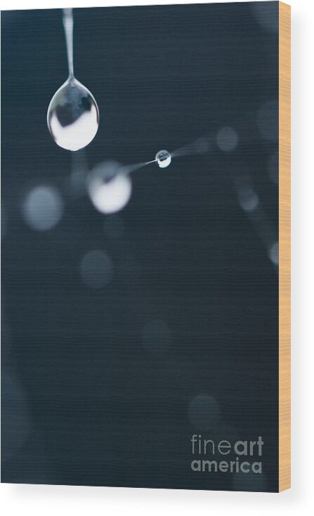 Dew Wood Print featuring the photograph Dewdrops on cobweb 005 by Clayton Bastiani