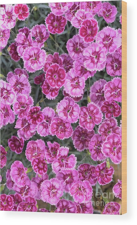 Dianthus Gold Dust Wood Print featuring the photograph Dianthus Gold Dust by Tim Gainey