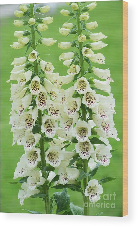 Digitalis Purpurea Primrose Carousel Wood Print featuring the photograph Digitalis purpurea Primrose Carousel by Tim Gainey