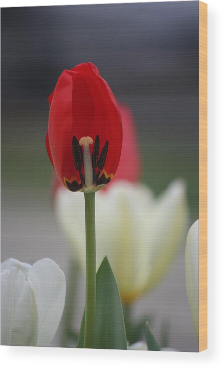 Tulip Wood Print featuring the photograph Disclosed by Magda Levin