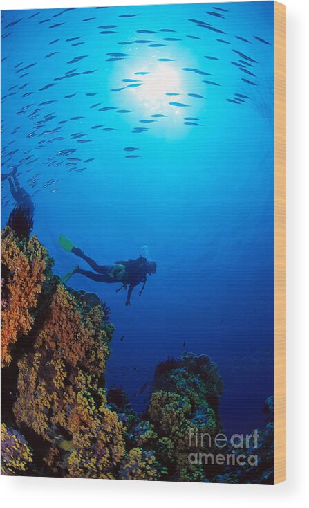 Bubble Wood Print featuring the photograph Diving Scene by Ed Robinson - Printscapes