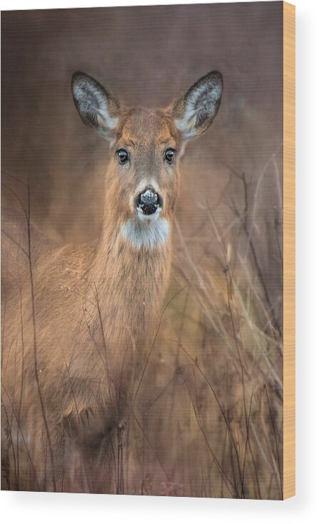 Deer Wood Print featuring the photograph Doe a Deer by Robin-Lee Vieira