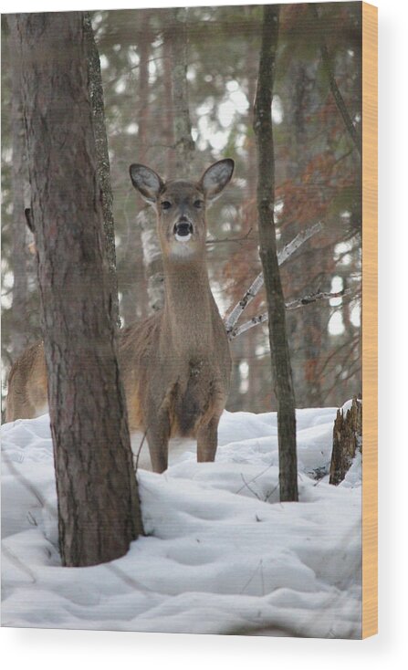 Whitetail Wood Print featuring the photograph Doe In The Snow by Brook Burling
