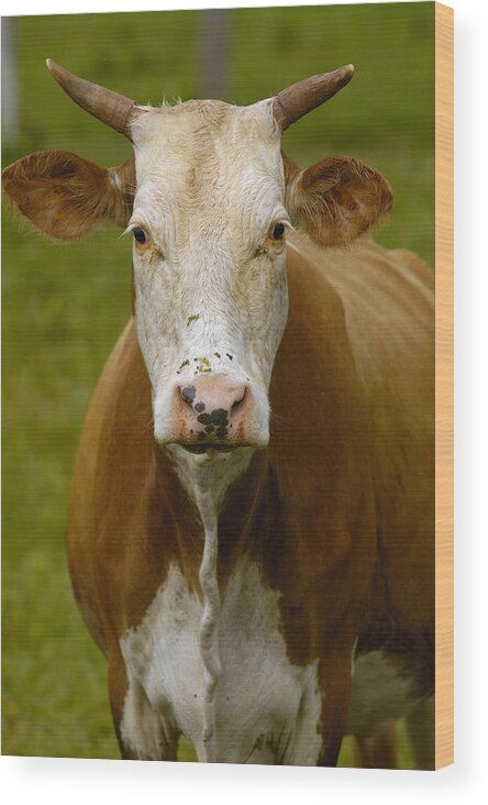 Mp Wood Print featuring the photograph Domestic Cattle Bos Taurus Female by Pete Oxford