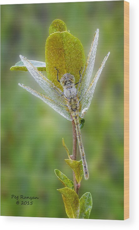 Dragon Fly Wood Print featuring the photograph Dragon Fly in the Dew by Peg Runyan