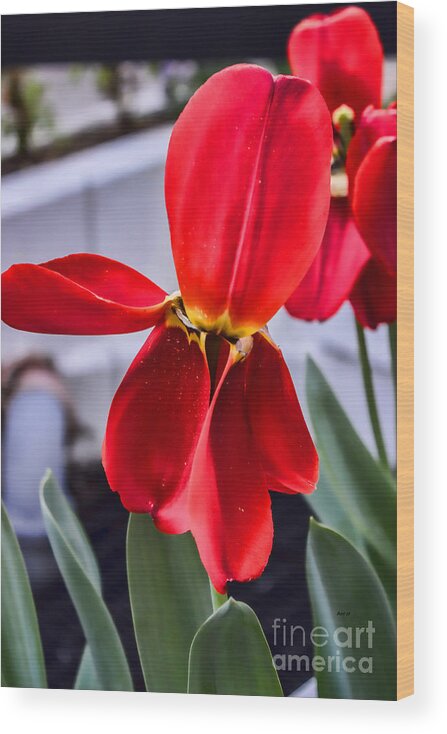 Pollen Wood Print featuring the photograph Drenched in Pollen Tulip by Roberta Byram