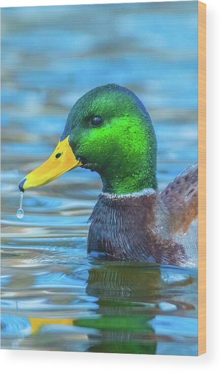 20170128 Wood Print featuring the photograph Dripping Duck by Jeff at JSJ Photography