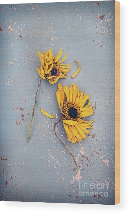Flowers Wood Print featuring the photograph Dry Sunflowers on Blue by Jill Battaglia