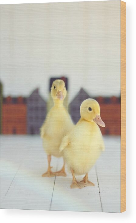 Duck Wood Print featuring the photograph Ducks in the Neighborhood by Amy Tyler