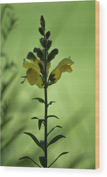Snapdragon Wood Print featuring the photograph Early Morning Snapdragon by ShaddowCat Arts - Sherry