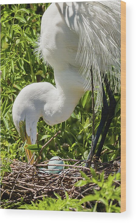 Ardea Alba Wood Print featuring the photograph Egret Rotating Eggs by Dawn Currie