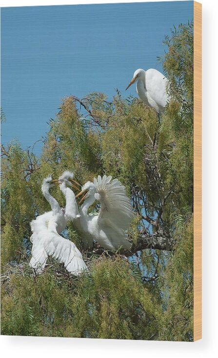 Egret Wood Print featuring the photograph Egrets by Catherine Lau