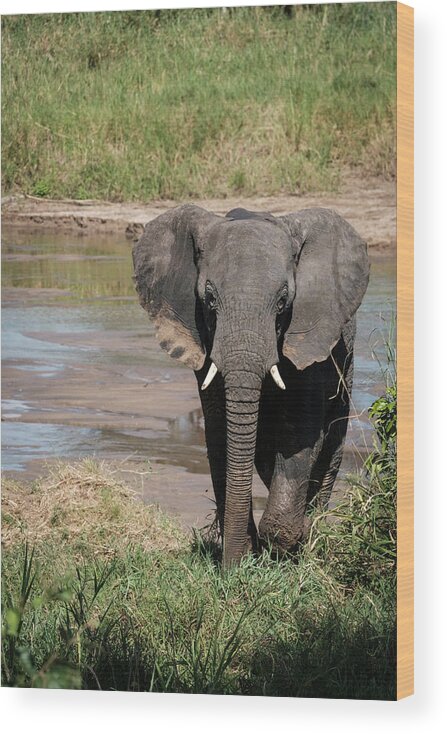 Africa Wood Print featuring the photograph Elephant at the River by Mary Lee Dereske