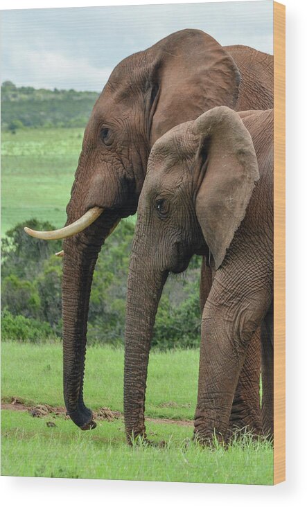 Elephants Wood Print featuring the photograph Elephant couple profile by Gaelyn Olmsted