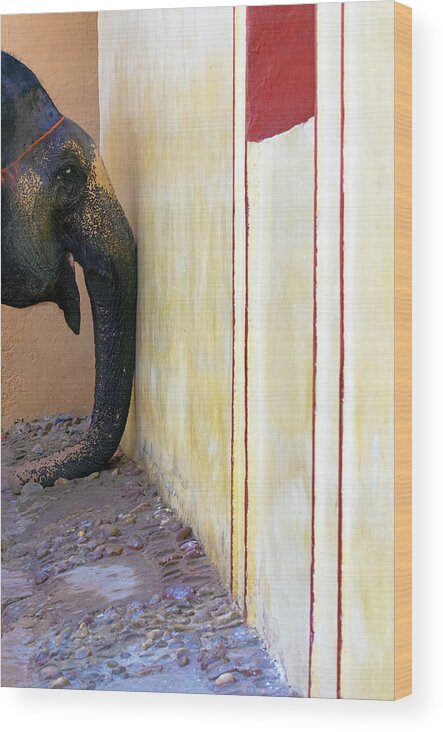 Minimalism Wood Print featuring the photograph Elephants Trunk by Prakash Ghai