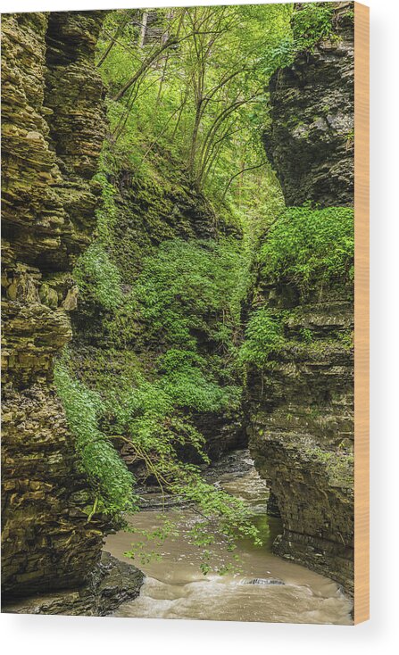 Watkin Glen Wood Print featuring the photograph Emerald Gorge by Daniel Kelly