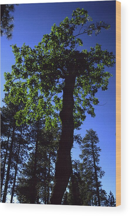 Oak Tree Wood Print featuring the photograph Emerald Oak by Randy Oberg