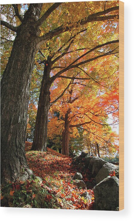 Photography Wood Print featuring the photograph Emery Farm Trees Fall Foliage by Brett Pelletier