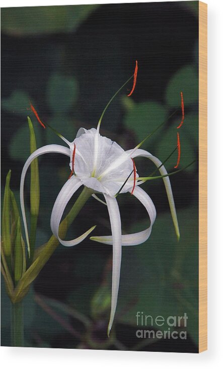 Spider Lily Wood Print featuring the photograph En Pointe by Byron Varvarigos