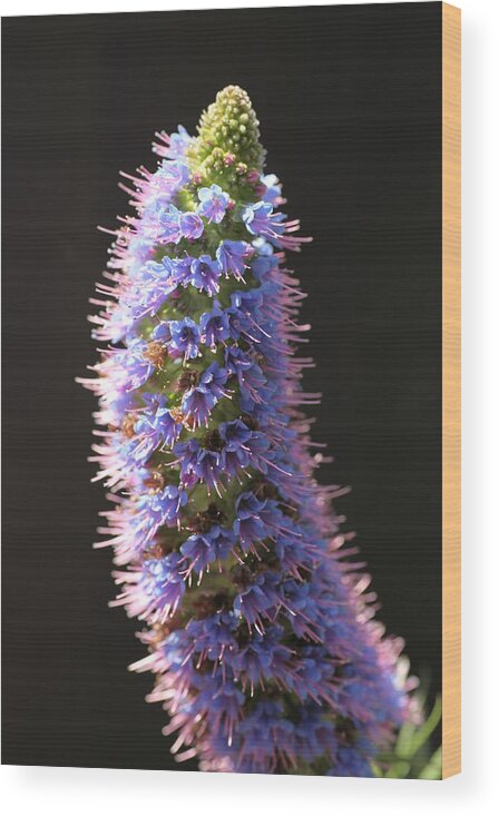 Echium Candicans Wood Print featuring the photograph Enchium with a Glow by Tammy Pool