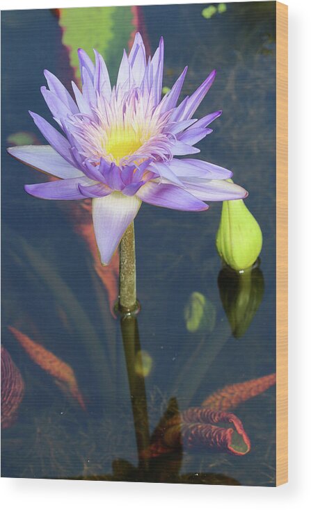 Pond Wood Print featuring the photograph Essence of the Water Lily by Mary Anne Delgado