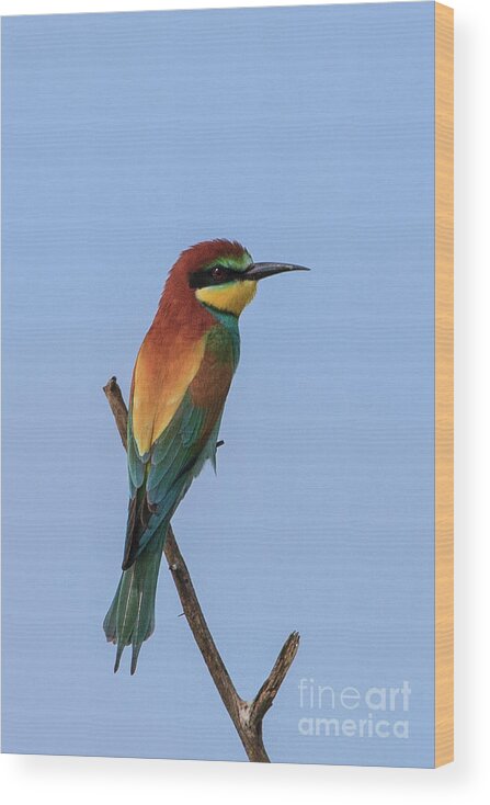 European Bee-eater Wood Print featuring the photograph European Bee-eater by Jennifer Ludlum