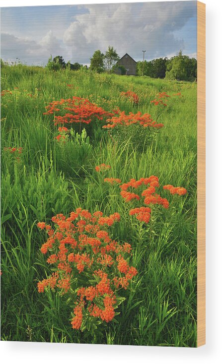 Glacial Park Wood Print featuring the photograph Evening Light on Butterfly Weed of Glacial Park by Ray Mathis