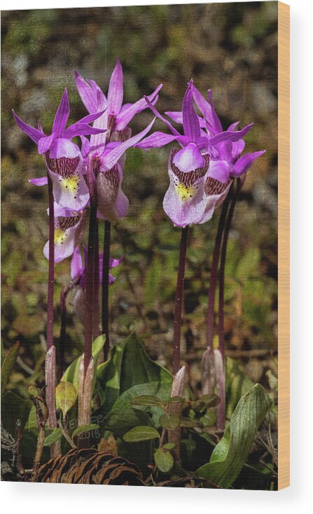 Alaska Wood Print featuring the photograph Fairy Slippers 2018 by Fred Denner