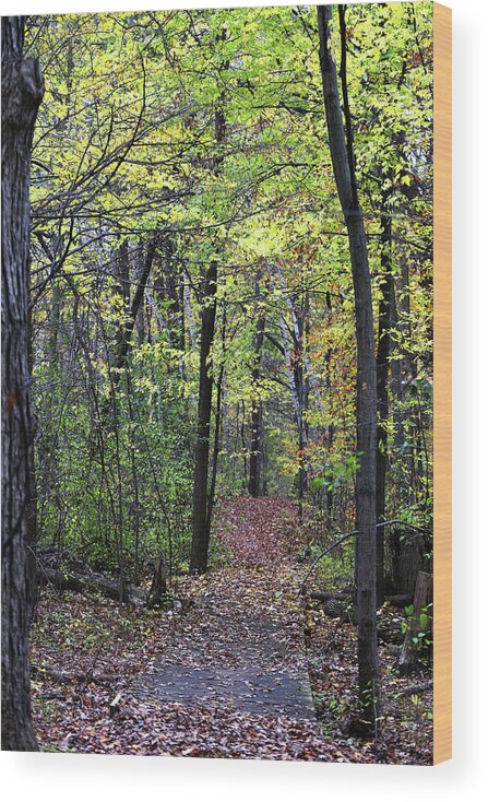 Fall Wood Print featuring the photograph Fall Forest 1 110417 by Mary Bedy