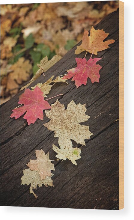 Arizona Wood Print featuring the photograph Fall Leaves on a Fallen LOg by Teresa Wilson