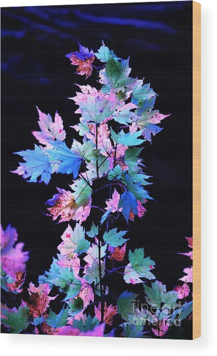 Autumn Wood Print featuring the photograph Fall Leaves1 by Merle Grenz
