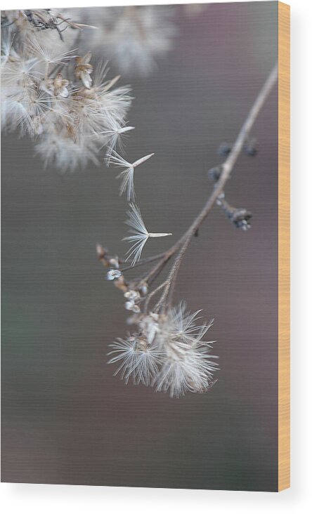 Sepia Macro Wood Print featuring the photograph Fall - Macro by Jeff Burgess