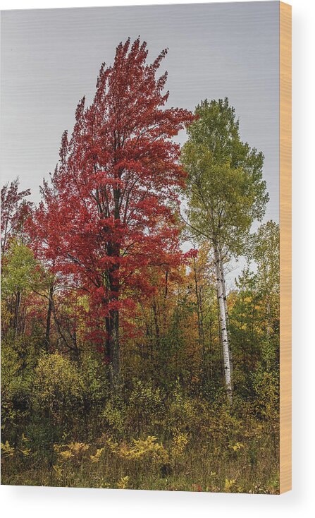 Fall Wood Print featuring the photograph Fall Maple by Paul Freidlund