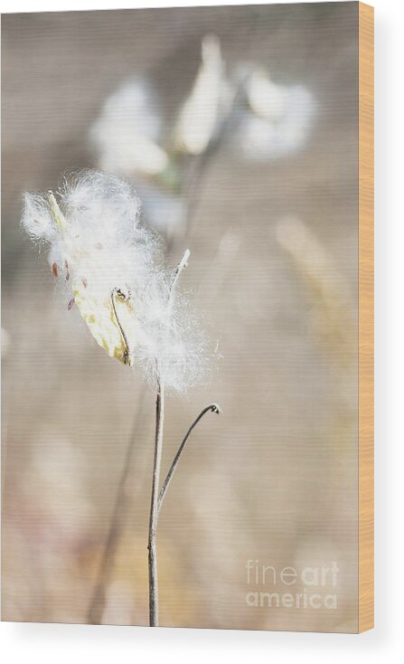Flora Wood Print featuring the photograph Fall Milkweed 2 by Jill Greenaway