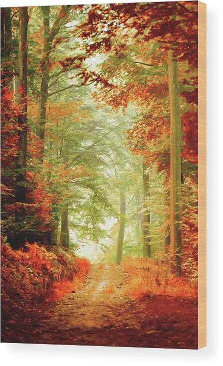Autumn Wood Print featuring the photograph Fall painting by Philippe Sainte-Laudy