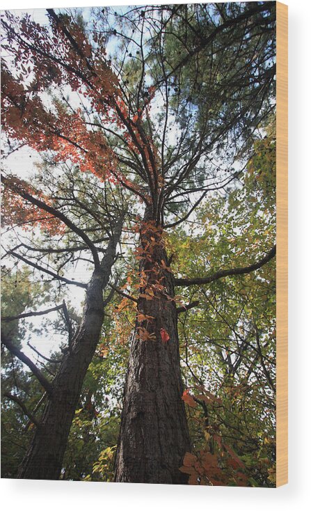 Trees Wood Print featuring the photograph Fall Tall by Mary Haber