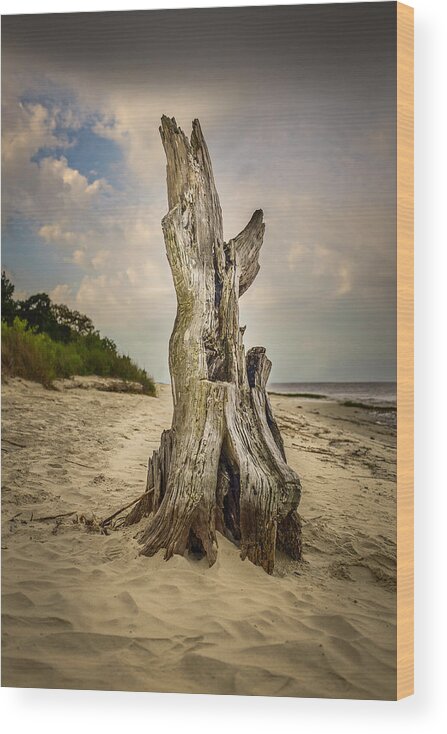 Aged Wood Print featuring the photograph Fallen Driftwood by Chris Bordeleau