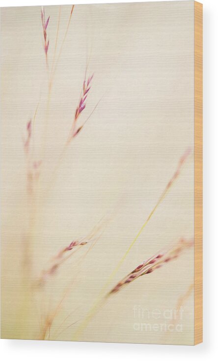 Seeds Wood Print featuring the photograph Feather Grass by Tim Gainey