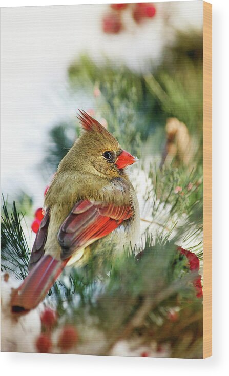 Cardinal Wood Print featuring the photograph Female Northern Cardinal by Christina Rollo