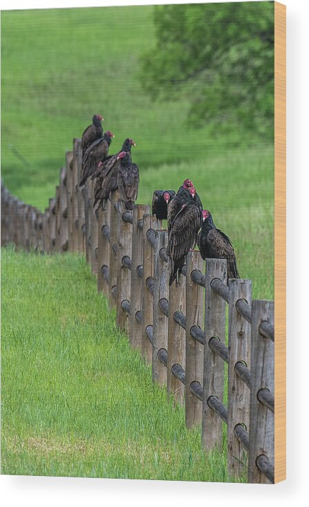 Vulture Wood Print featuring the photograph Fence Full by Paul Freidlund