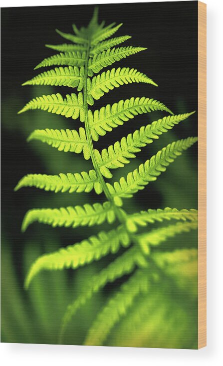 Color Wood Print featuring the photograph Fern Leaf by Robert FERD Frank